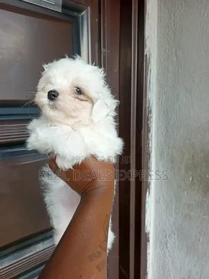 1-3 months Female Purebred Lhasa Apso