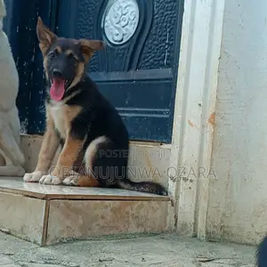 3-6 months Male Purebred German Shepherd