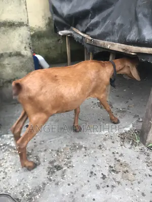 Pregnant Hausa Tall Goat