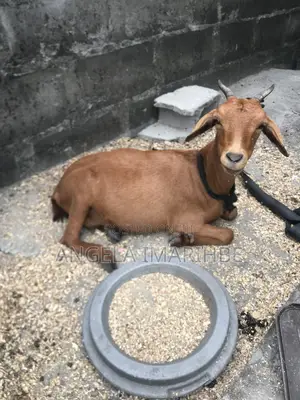 Pregnant Hausa Tall Goat