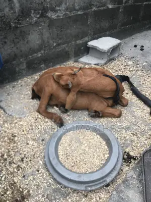 Pregnant Hausa Tall Goat