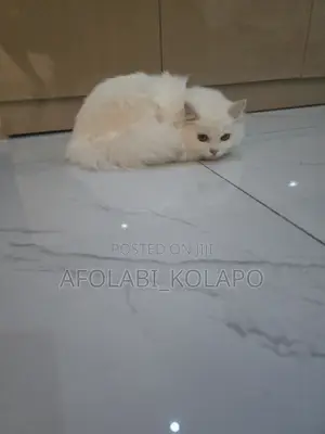 6-12 months Female Mixed Breed Persian