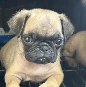1-3 months Male Purebred Pug