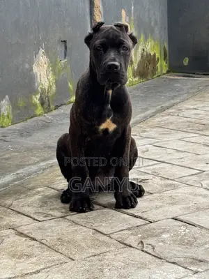 3-6 months Female Purebred Cane Corso