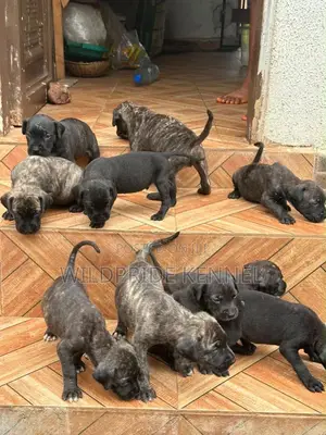 1-3 months Male Purebred Boerboel