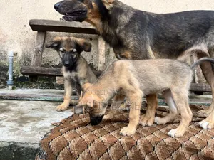 1-3 months Male Purebred German Shepherd