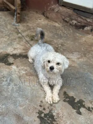 1+ year Male Purebred Lhasa Apso