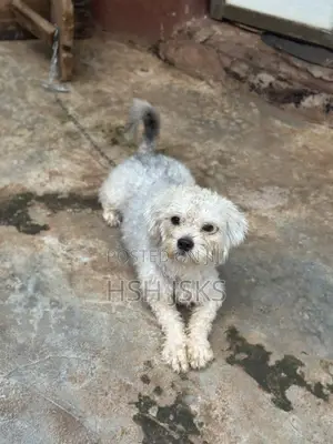1+ year Male Purebred Lhasa Apso