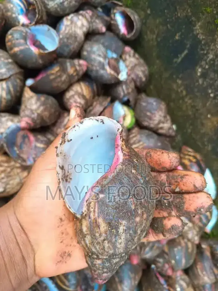 Dried Snail