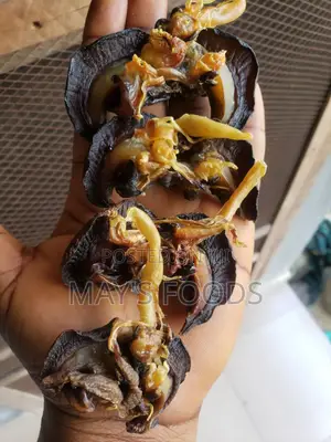 Dried Snail