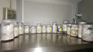 Mushroom Spawn
