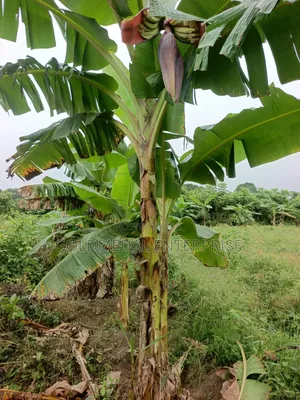 Healthy Plantain Suckers for Sale