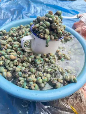 Fresh Periwinkle