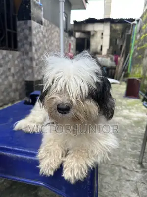 1+ year Female Purebred Lhasa Apso