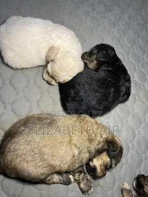 0-1 month Female Purebred Lhasa Apso