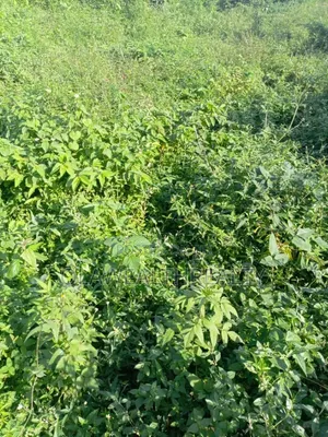 A Plot of Land (900sqm) Farmland at Kwali