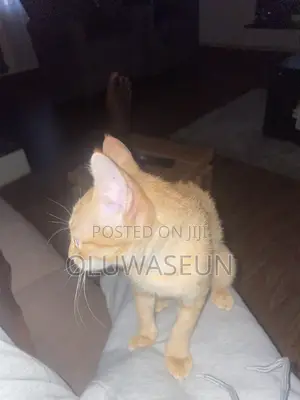 6-12 months Male Purebred Cat
