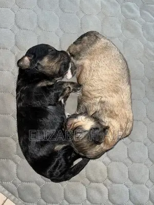 0-1 month Female Purebred Lhasa Apso