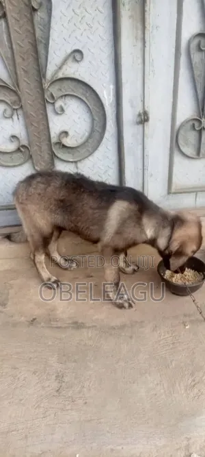 1-3 months Female Purebred German Shepherd