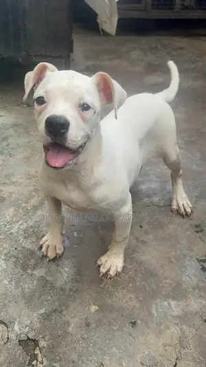 3-6 months Female Purebred American Bulldog