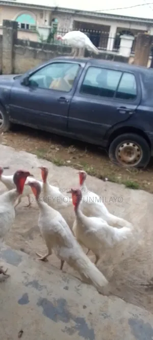 Mature Local Turkey for Sale,