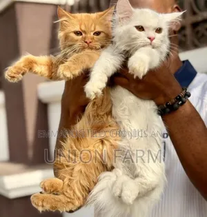 1-3 months Female Purebred Persian