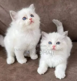 1-3 months Female Purebred Persian