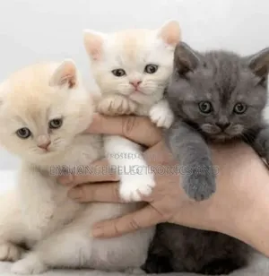1-3 months Female Purebred British Shorthair