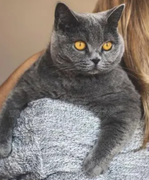 3-6 months Female Purebred British Shorthair