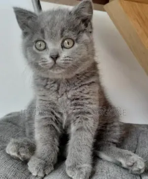 3-6 months Male Purebred British Shorthair