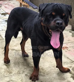 1+ year Male Purebred Rottweiler