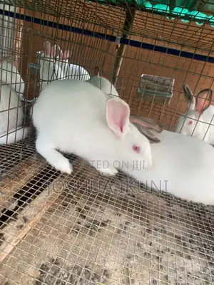 5-Month-Old Rabbits for Sale – ₦15,000 Each