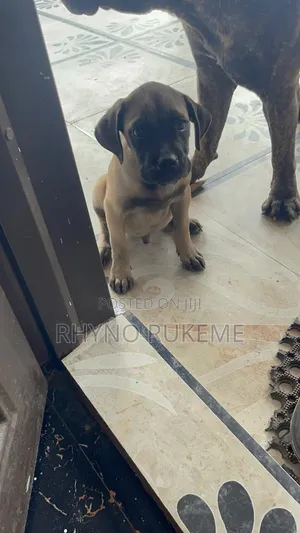 3-6 months Male Purebred Boerboel