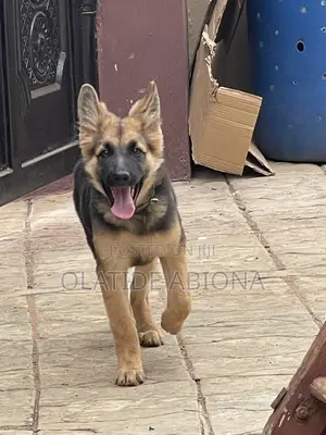 3-6 months Male Mixed Breed German Shepherd