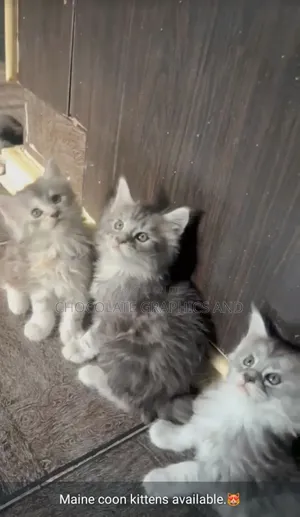 1-3 months Male Purebred Maine Coon