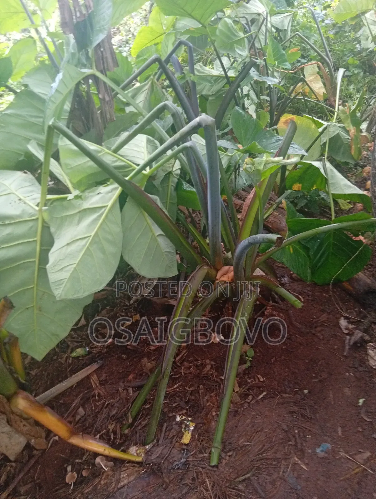 Cocoyam Suckers