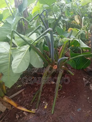 Cocoyam Suckers