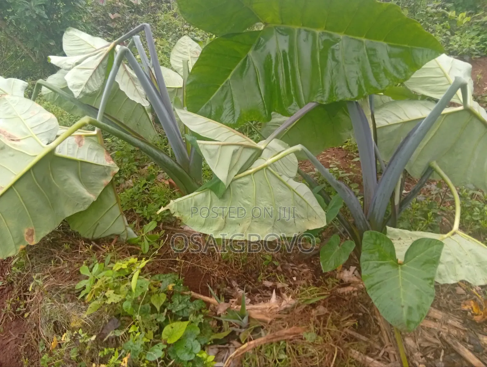 Cocoyam Suckers
