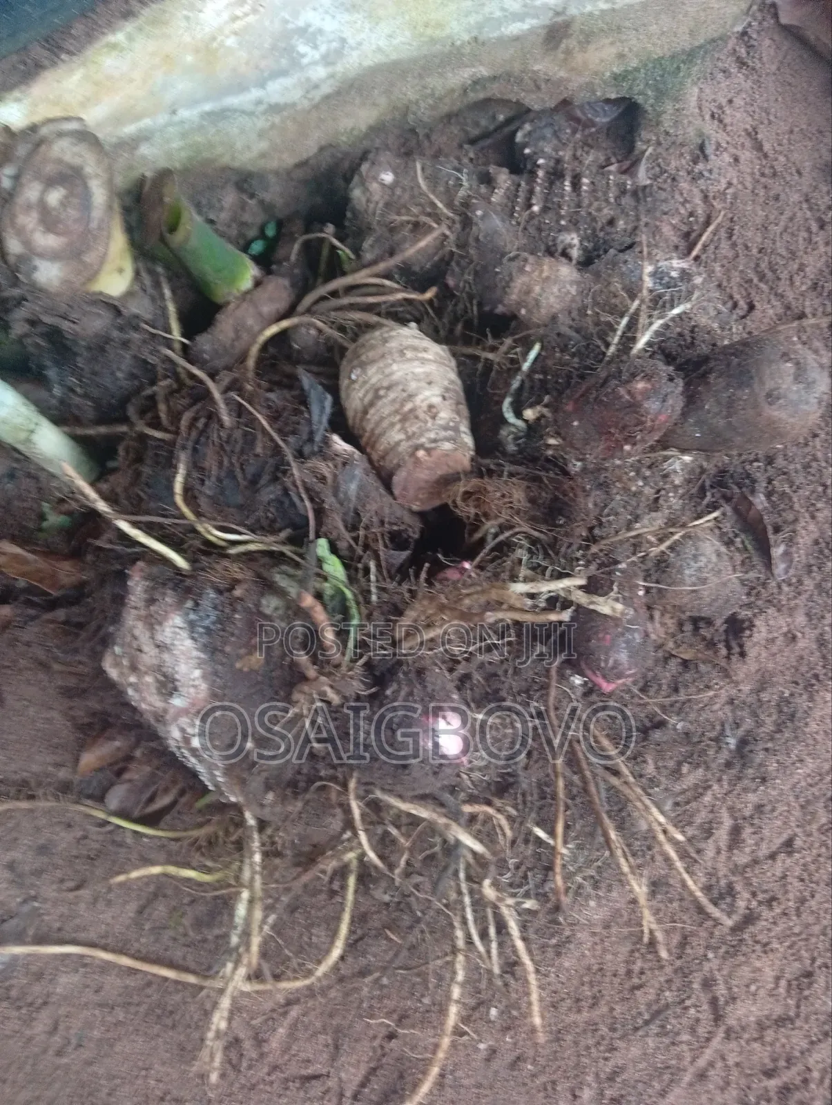 Cocoyam Suckers