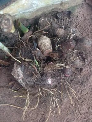 Cocoyam Suckers