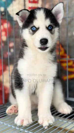 1-3 months Female Purebred Siberian Husky