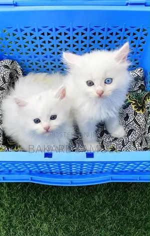 1-3 months Female Purebred Persian