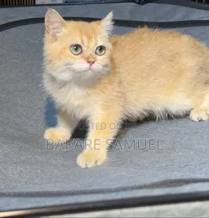 1-3 months Male Purebred British Shorthair