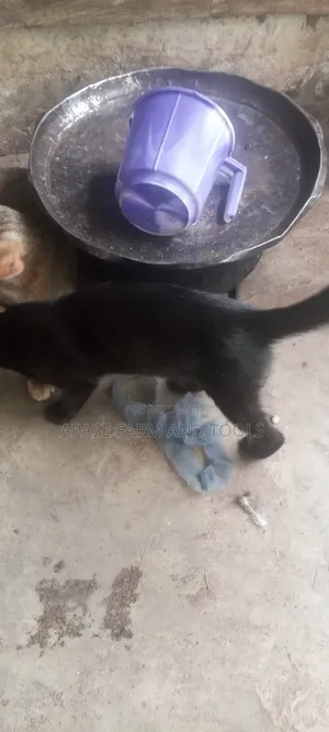 1-3 months Female Mixed Breed Cat