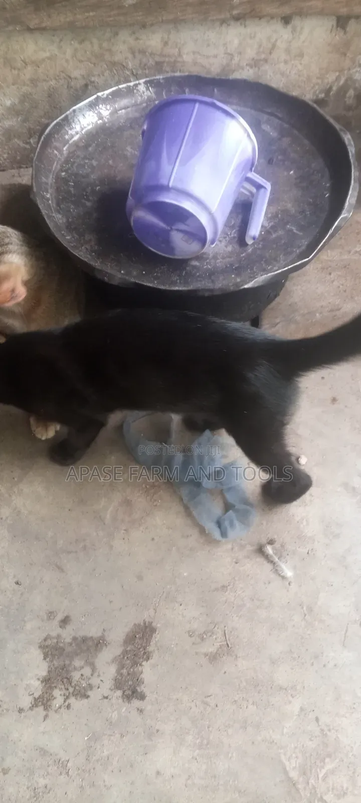 1-3 months Female Mixed Breed Cat