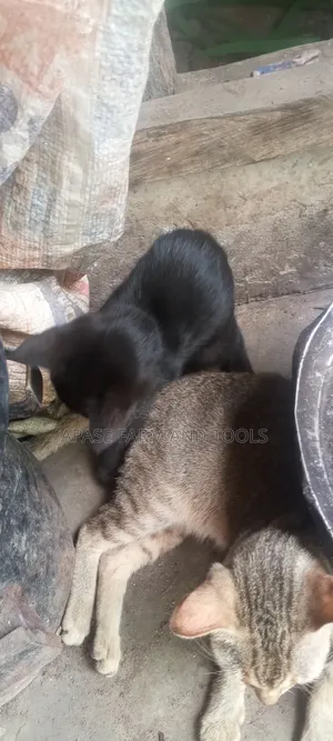 1-3 months Female Mixed Breed Cat