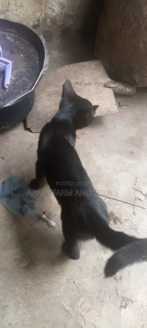1-3 months Female Mixed Breed Cat