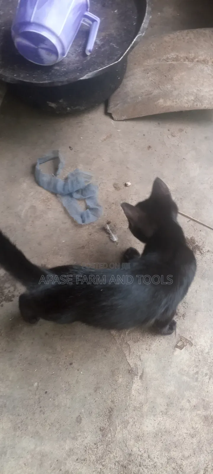 1-3 months Female Mixed Breed Cat
