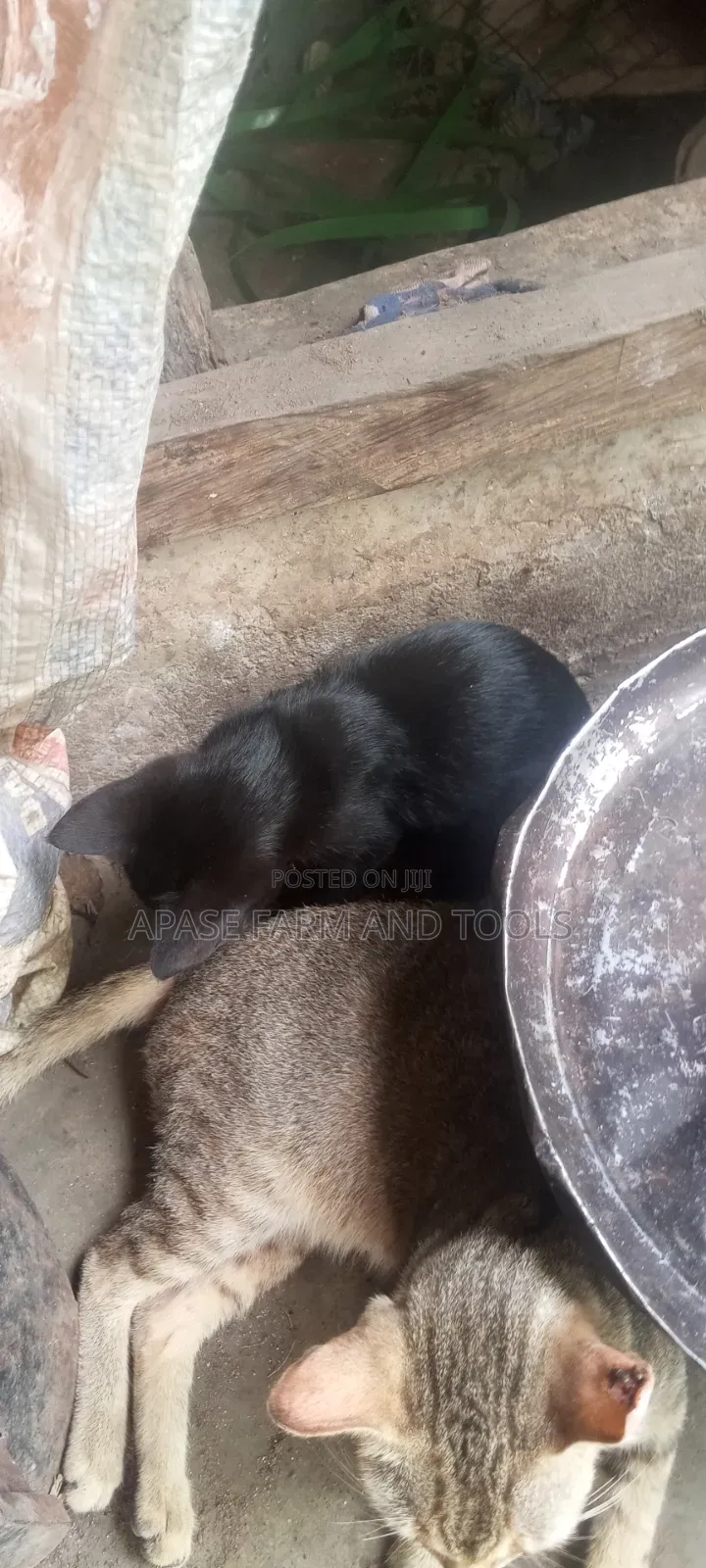 1-3 months Female Mixed Breed Cat