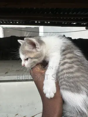 0-1 month Male Mixed Breed Tabby
